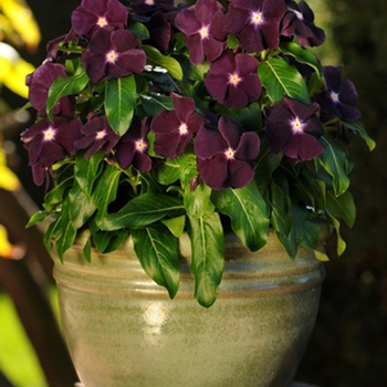 Catharanthus roseus Jams 'N Jellies™ 'Blackberry'