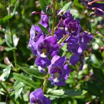 Angelonia 'Purple Improved' 