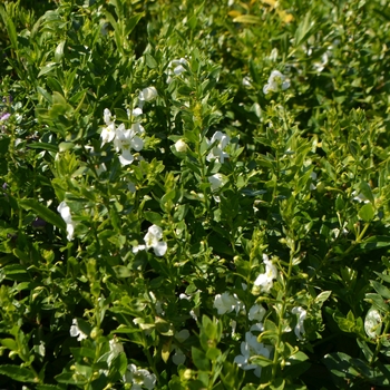 Angelonia 'White Improved' 