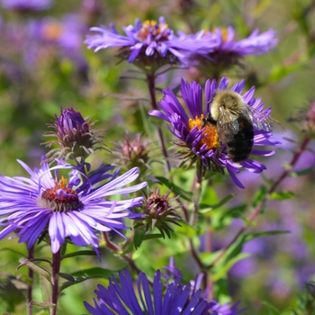 Symphyotrichum (Aster) novi-belgii