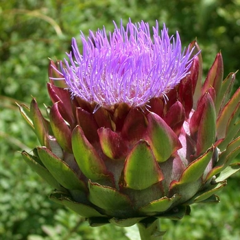 Cynara cardunculus 'Porto Spineless' 