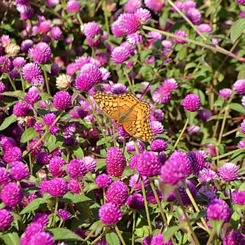 Gomphrena 'Pinball Purple' 