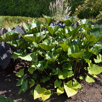 Colocasia esculenta 'Coffee Cups' (062987)