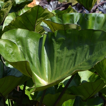 Colocasia esculenta 'Coffee Cups' (062988)