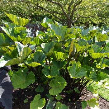 Colocasia esculenta 'Coffee Cups' 