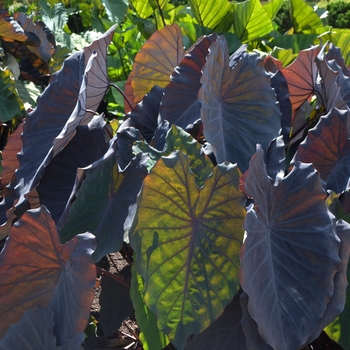 Colocasia esculenta 'Black Ruffles' 