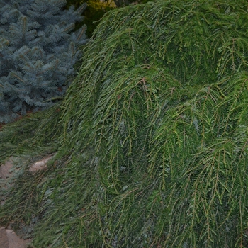 Tsuga canadensis 'Cole's Prostrate' 