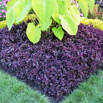 Iresine herbstii 'Purple Lady' Beefsteak Plant from Garden 
