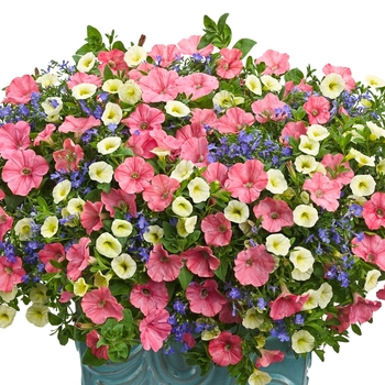 Combination Planter 'Bermuda Skies' 