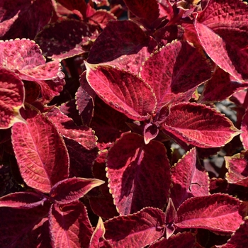 Coleus 'Velvet Red' 