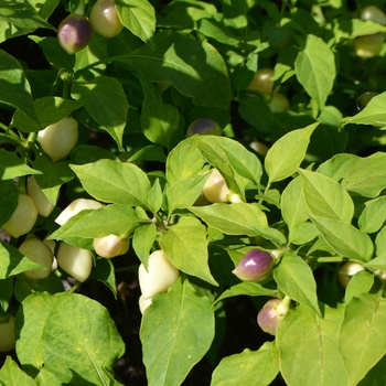 Capsicum chinense 'Snow White'