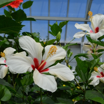Hibiscus rosa-sinensis 'White Wings' 