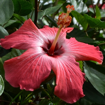 Hibiscus rosa-sinensis 'Painted Lady' 