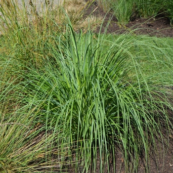 Cortaderia selloana 'Andes Silver' 