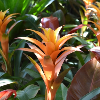 Guzmania 'Michiel' 