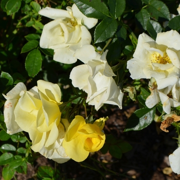 Rosa 'Lemon' Meijecycka PP#21532