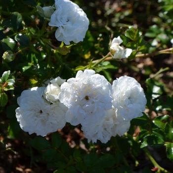 Rosa 'Icy Drift®'