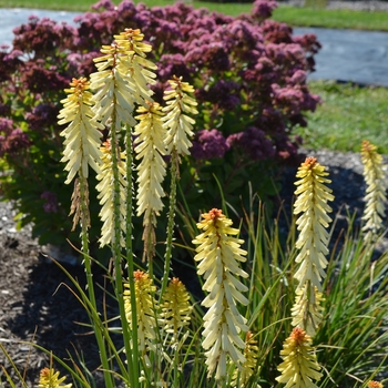 Kniphofia 'Rockette Ivory Bicolor' 