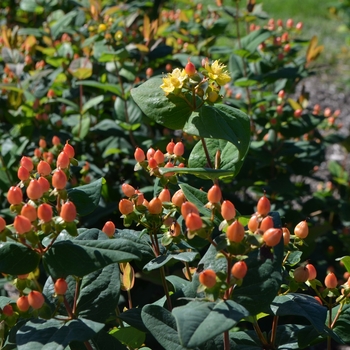 Hypericum 'Go Carmine' 18408