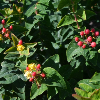 Hypericum 'Go Cherry' 18408