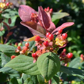 Hypericum 'Go Cosmos' 18408