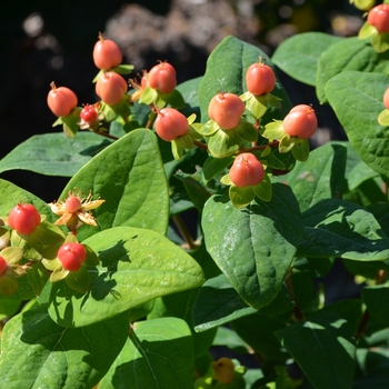 Hypericum 'Go Crimson' 18408