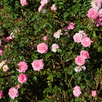 Rosa 'Sweet Drift®'