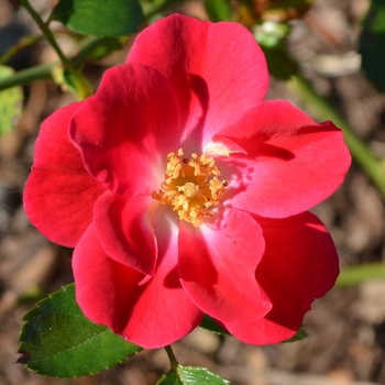 Rosa Meidiland 'Crimson'