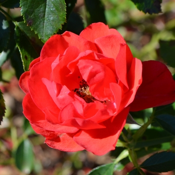 Rosa Flower Carpet® 'Scarlet'