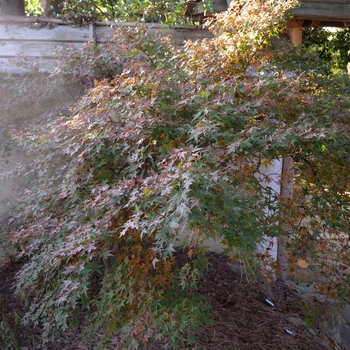 Acer palmatum 'Corallinum'