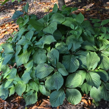 Chloranthus 'japonicus'