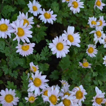 Chrysanthemum x morifolium 'Elizabeth Lawrence Pink' 