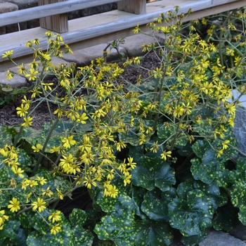 Farfugium japonicum 'Aureomaculata'