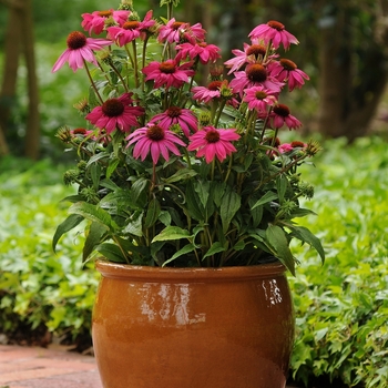 Echinacea purpurea 'PowWow Wild Berry' (063152)