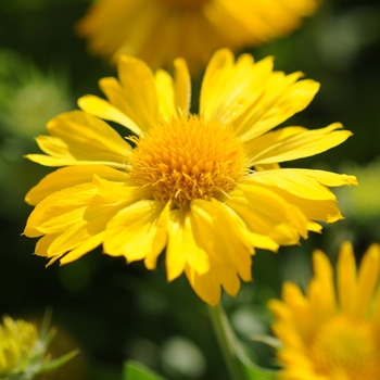 Gaillardia x grandiflora