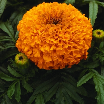 Tagetes erecta 'Moonsong Deep Orange' 