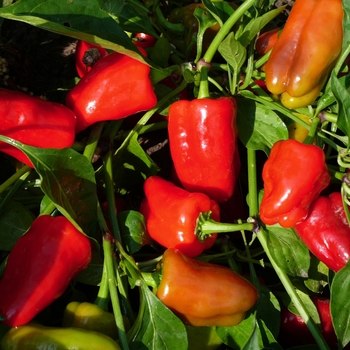 Capsicum annuum 'Cajun Belle'