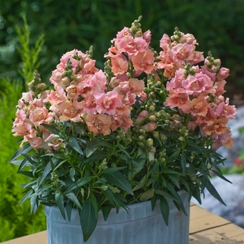 Antirrhinum majus 'Twinny Peach'