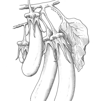 Solanum melongena 'Gretel'