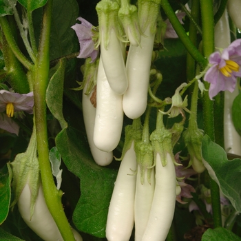 Solanum melongena 'Gretel'