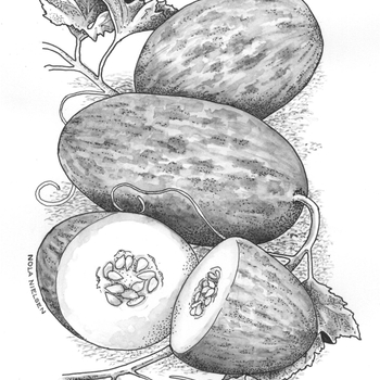 Cucumis melo L. 'Lambkin'