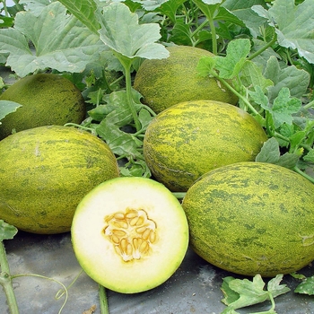 Cucumis melo L. 'Lambkin' 