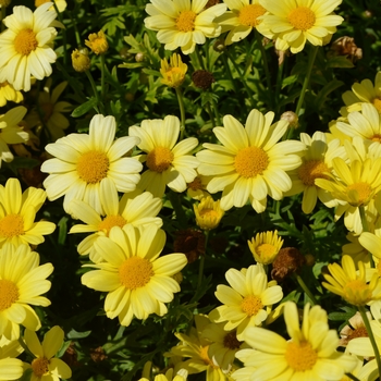 Argyranthemum frutescens 'Butterfly'