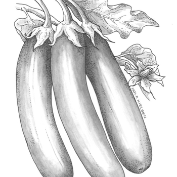 Solanum melongena 'Hansel' 