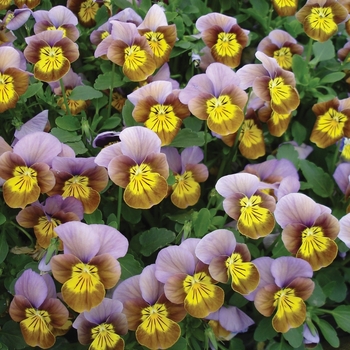 Viola cornuta 'Plum-Gold hybrid' 