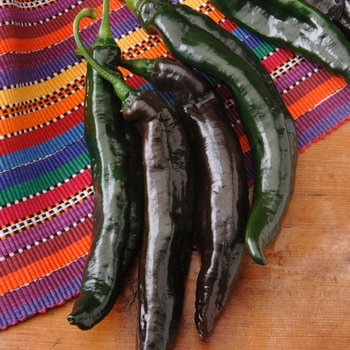 Capsicum annuum 'Holy Molé'