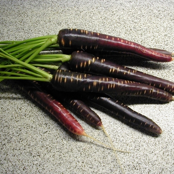 Daucus carota 'Purple Haze' 