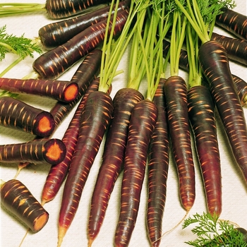 Daucus carota 'Purple Haze' (063228)