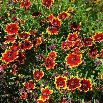 Coreopsis 'Highland Blast' 15979