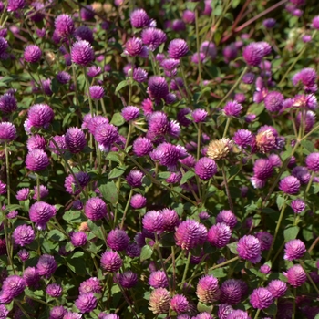 Gomphrena 'Pinball Snow Tip Lavender' PPAF